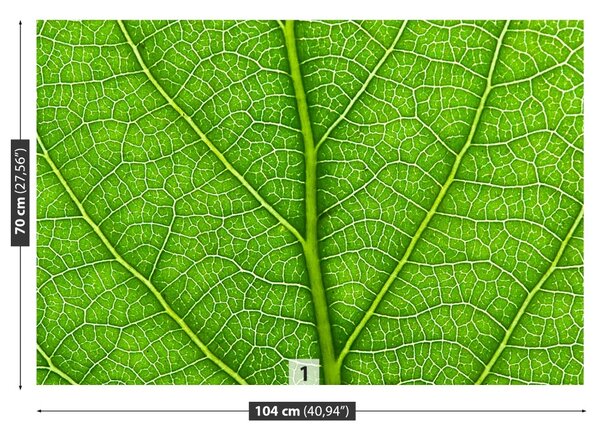 Fototapet Frunză verde
