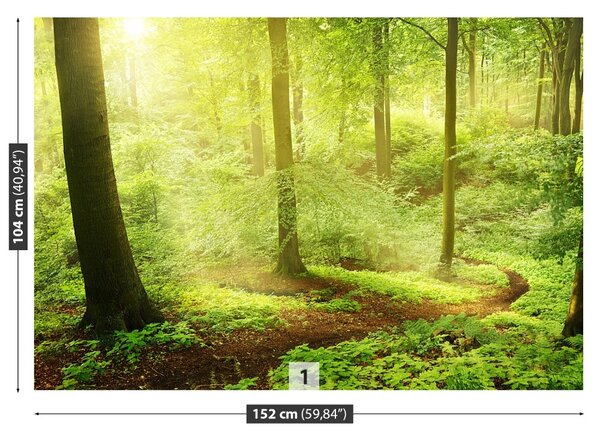 Fototapet Misty Forest