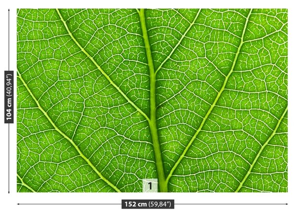 Fototapet Frunză verde