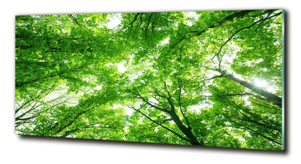 Tablou sticlă Pădure verde