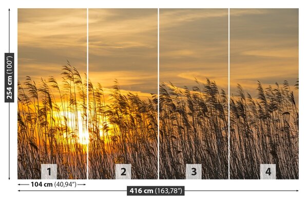 Fototapet Reed Sun