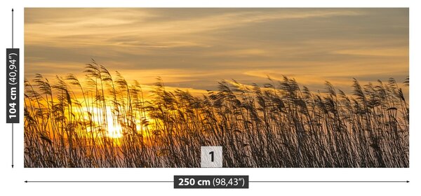 Fototapet Reed Sun