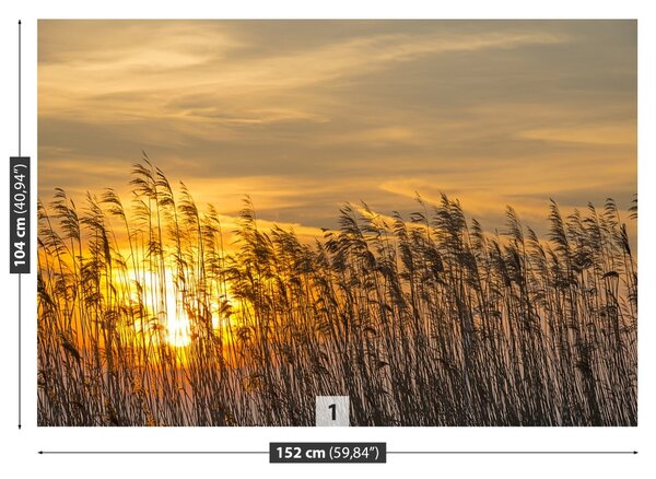 Fototapet Reed Sun