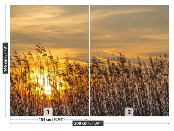 Fototapet Reed Sun