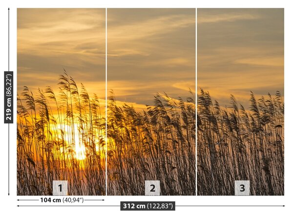 Fototapet Reed Sun