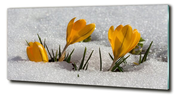 Imagine de sticlă Crocus în zăpadă