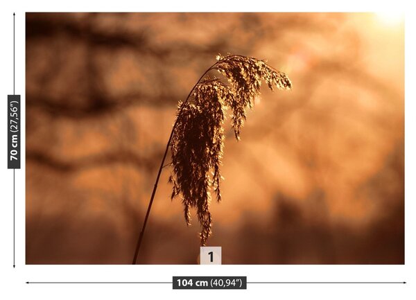 Fototapet Reed Iarbă