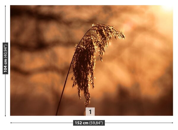 Fototapet Reed Iarbă