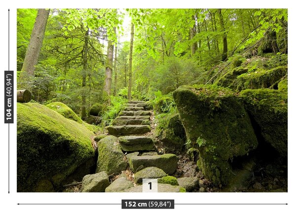 Fototapet Forest Trail