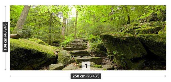 Fototapet Forest Trail