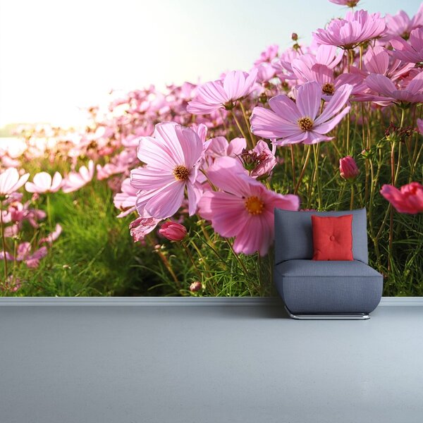Fototapet Cosmos Flower