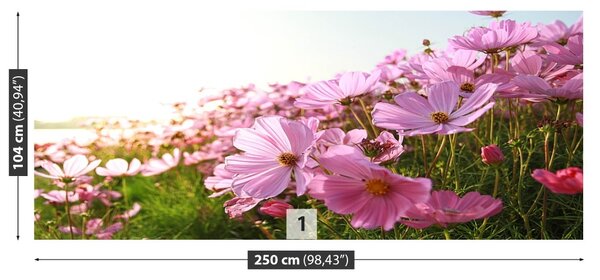 Fototapet Cosmos Flower