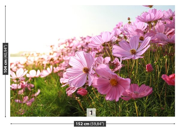 Fototapet Cosmos Flower