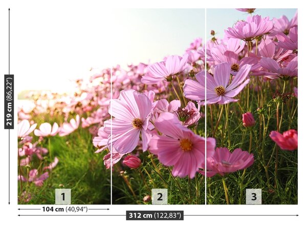 Fototapet Cosmos Flower