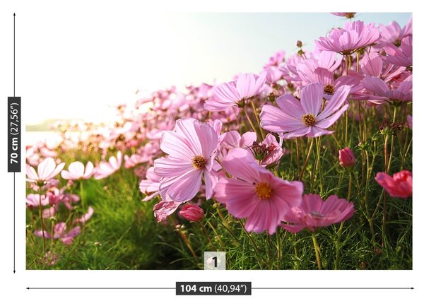 Fototapet Cosmos Flower