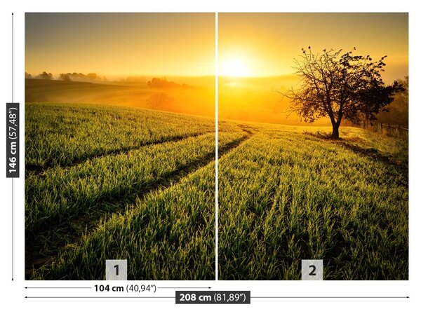 Fototapet Hill copac