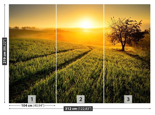 Fototapet Hill copac