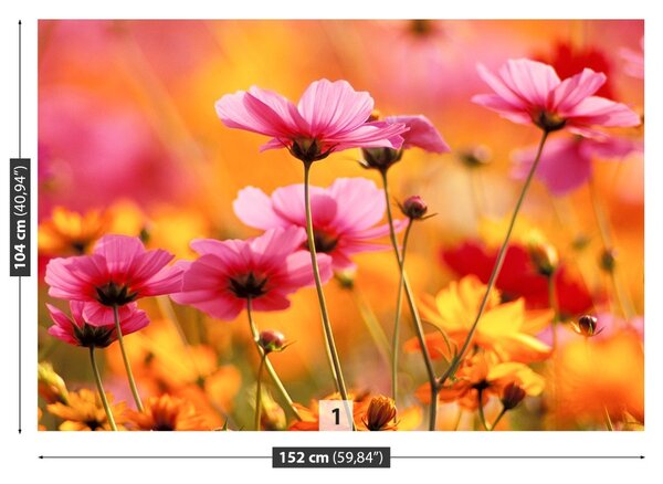 Fototapet Cosmos Garden