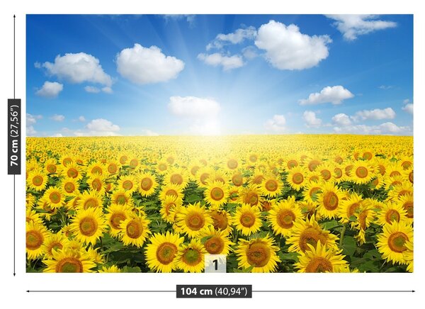 Fototapet Domeniu de Sunflowers