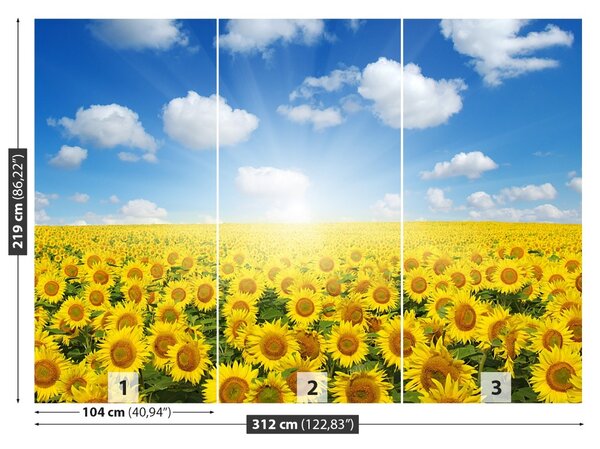 Fototapet Domeniu de Sunflowers