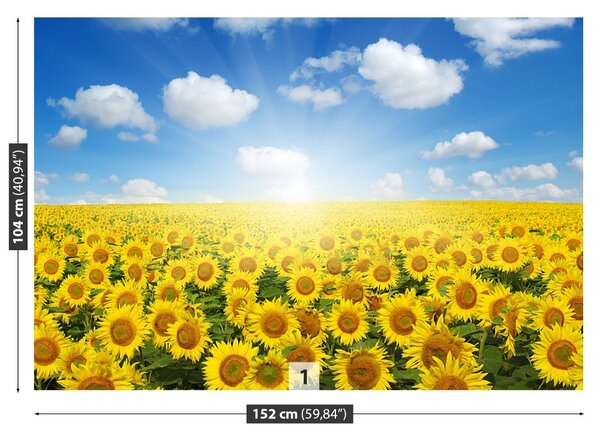 Fototapet Domeniu de Sunflowers