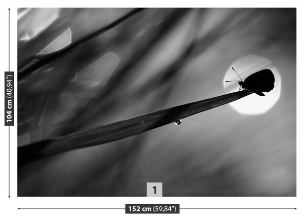 Fototapet Fluture