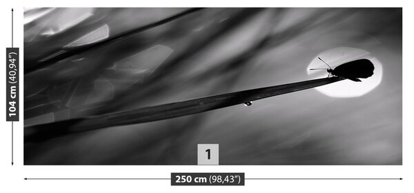 Fototapet Fluture