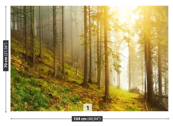 Fototapet pădure