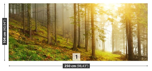 Fototapet pădure