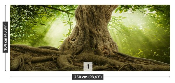 Fototapet Radacini Big Tree