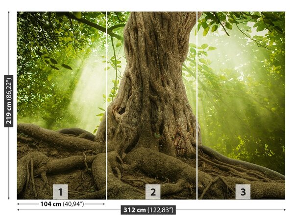 Fototapet Radacini Big Tree