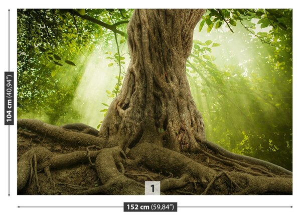 Fototapet Radacini Big Tree