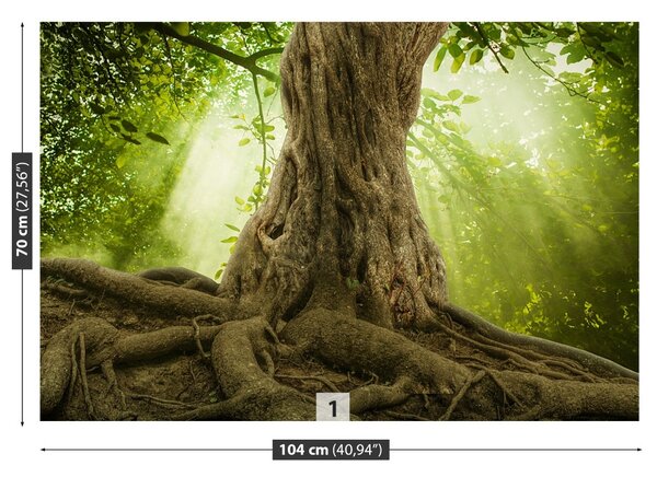 Fototapet Radacini Big Tree