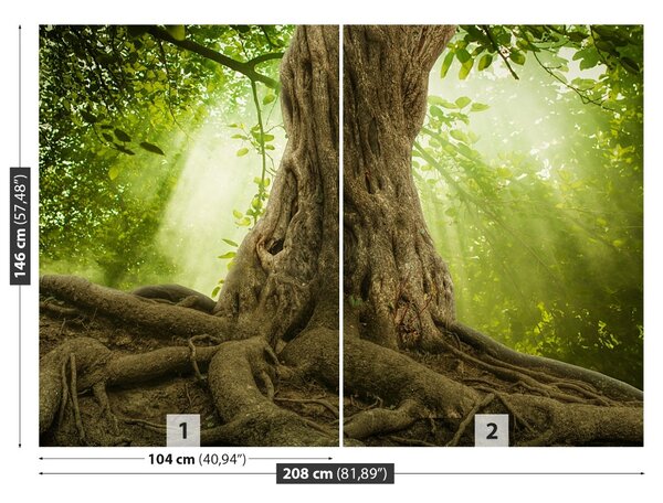 Fototapet Radacini Big Tree