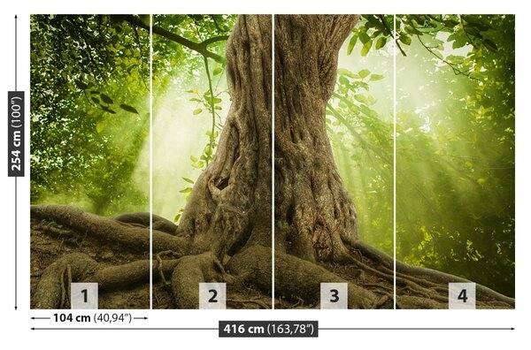 Fototapet Radacini Big Tree