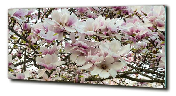 Fotografie imprimată pe sticlă flori magnolia
