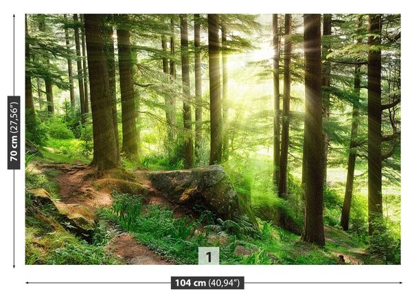 Fototapet Misty Forest