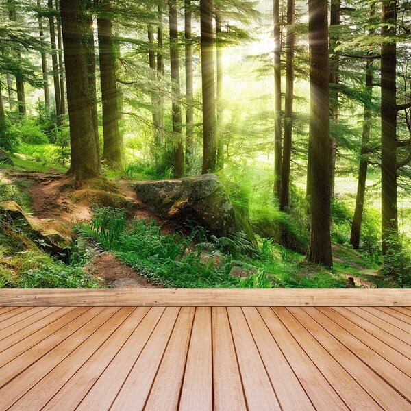 Fototapet Misty Forest