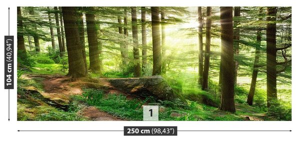 Fototapet Misty Forest