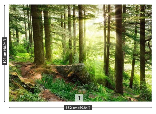 Fototapet Misty Forest