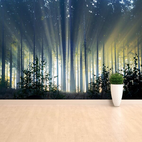 Fototapet molid Forest