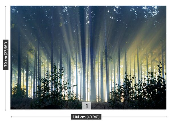 Fototapet molid Forest