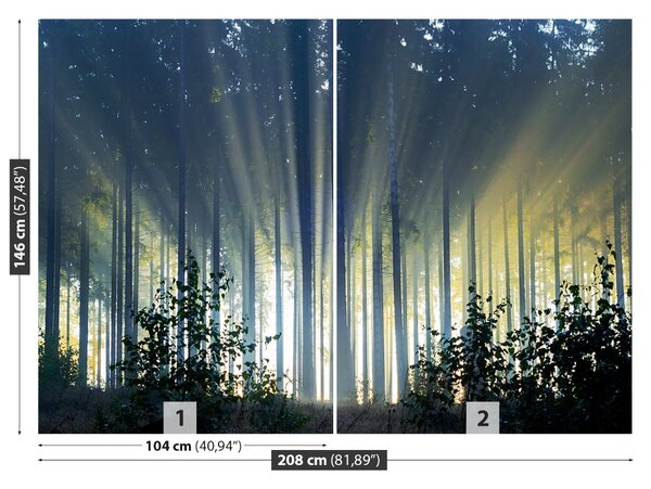 Fototapet molid Forest