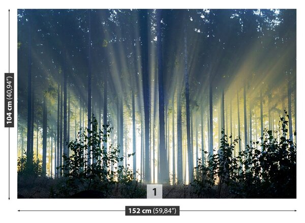 Fototapet molid Forest