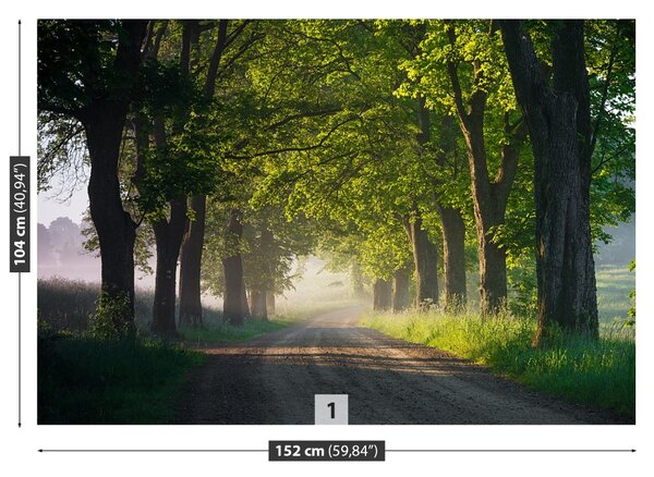 Fototapet Avenue de Copaci
