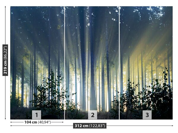Fototapet molid Forest