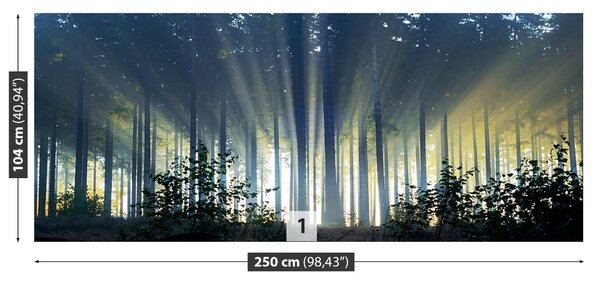 Fototapet molid Forest