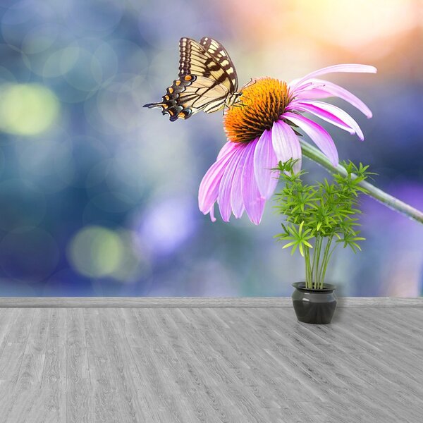 Fototapet echinaceea Butterfly