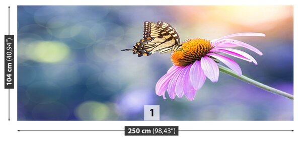 Fototapet echinaceea Butterfly