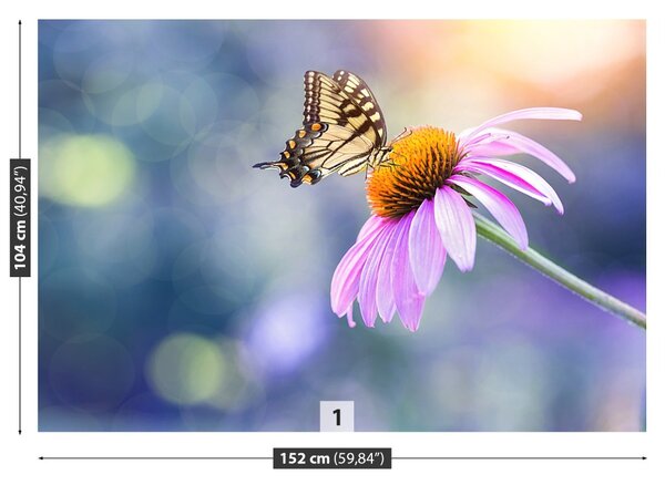 Fototapet echinaceea Butterfly